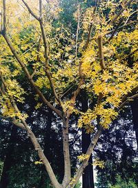 Close-up of tree against sky