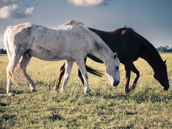 Horses grazing in a field
