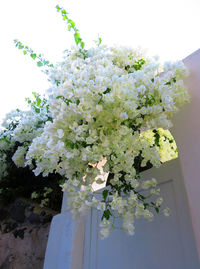 Low angle view of white flowers on tree