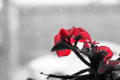 Close-up of red flower against sky during winter