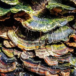 Full frame shot of shells on tree