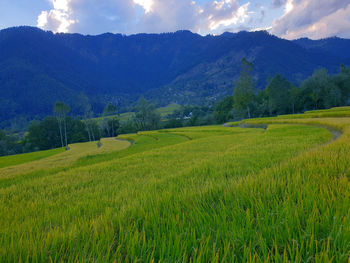 Scenic view of agricultural field against sky