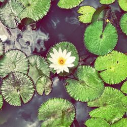 High angle view of lotus water lily in lake