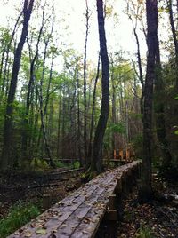 Footpath amidst trees in forest