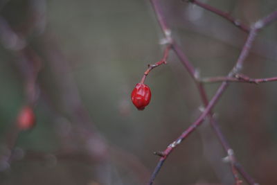 Close-up of red berries growing on tree