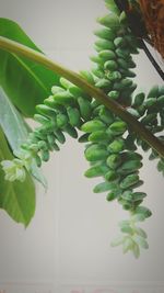 Low angle view of potted plant against wall