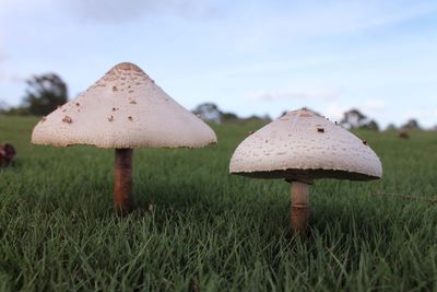 Mushroom on grass field