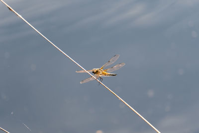 Close-up of spider