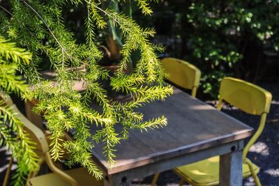 High angle view of plant on table