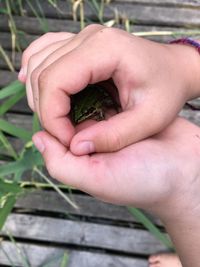 Close-up of hand holding plant