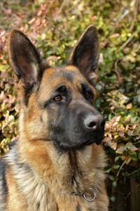 Close-up portrait of dog