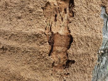 Full frame shot of tree trunk on wall