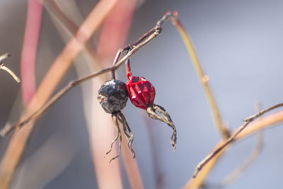 Close-up of red berries on plant