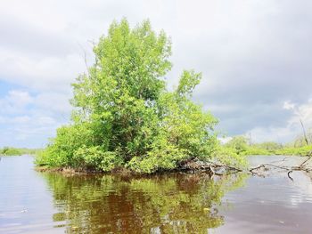 Tree by river against sky