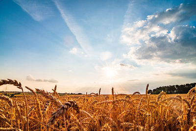 Crops growing on field against sky during sunset