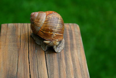 Close-up of snail on wood