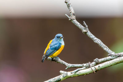 Close-up of bird perching on branch