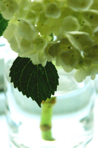 Close-up of leaves