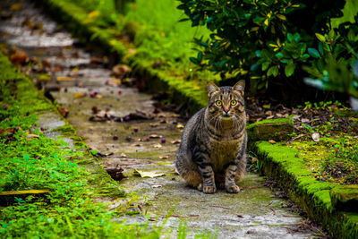 Cat in the driveway in the heart of vicenza, veneto, italy