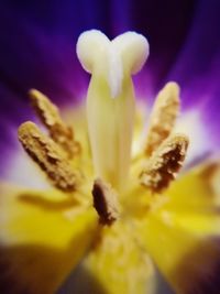 Close-up of yellow flowering plant