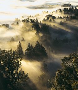 Silhouette trees against sky during sunset