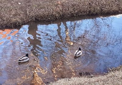 High angle view of duck swimming in lake