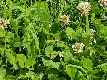 Close-up of flowers in garden