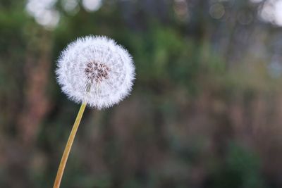 Close-up of dandelion against blurred background