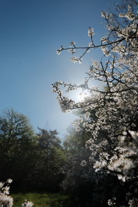 Low angle view of trees against blue sky