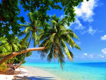 Palm tree by sea against sky