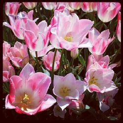 Close-up of pink flowers