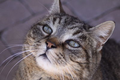 Close-up portrait of cat