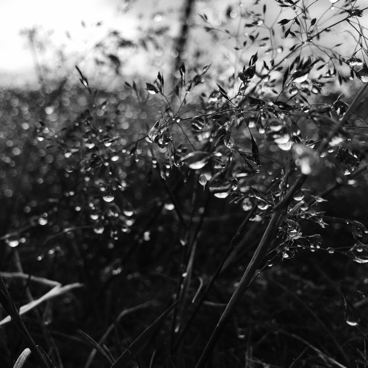 growth, freshness, fragility, flower, plant, close-up, beauty in nature, nature, selective focus, branch, botany, springtime, day, focus on foreground, in bloom, softness, blossom, outdoors, growing, scenics, flower head, blooming, tranquility, plant life, petal, vibrant color, full frame, garden