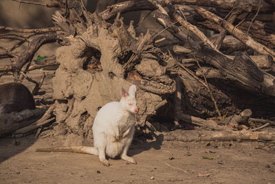 Close-up of rabbit on field