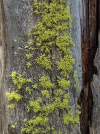 Plants growing on tree trunk