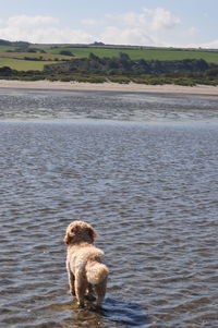 Dog in a lake