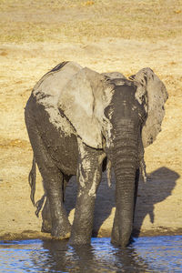 View of elephant drinking water