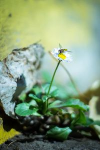Close-up of bee on flower