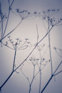 Close-up of frozen plant against sky during winter