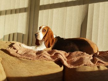 Dog looking away while sitting at home