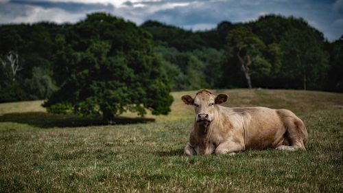 Sheep in a field