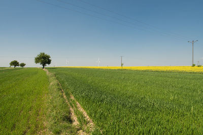 Scenic view of field against clear sky