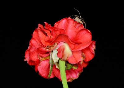 Close-up of red rose against black background
