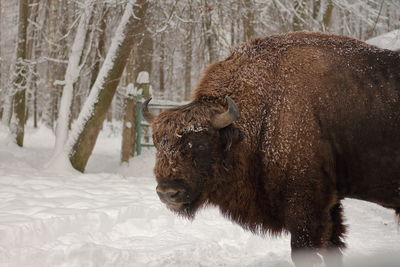 Close-up of an bison