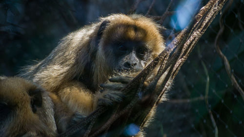 Close-up of monkey on tree