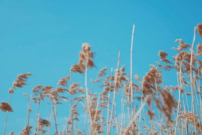 Low angle view of plants against blue sky