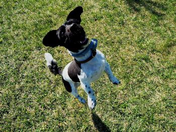 High angle view of dog on field