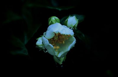 Close-up of white rose