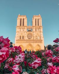 Low angle view of pink flowering plant against building