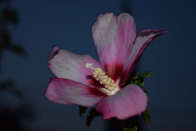 Close-up of flower